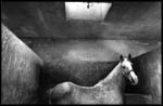 See the Horse